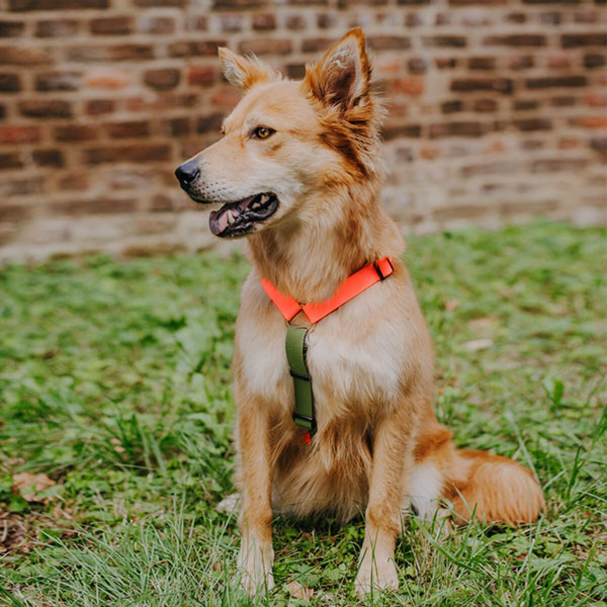Dog with lead harness Outdoor Flex is 5-way adjustable in neon orange/green