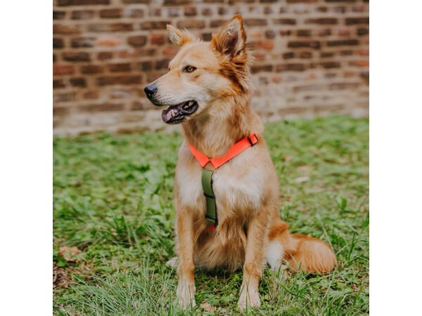 Dog with lead harness Outdoor Flex is 5-way adjustable in neon orange/green