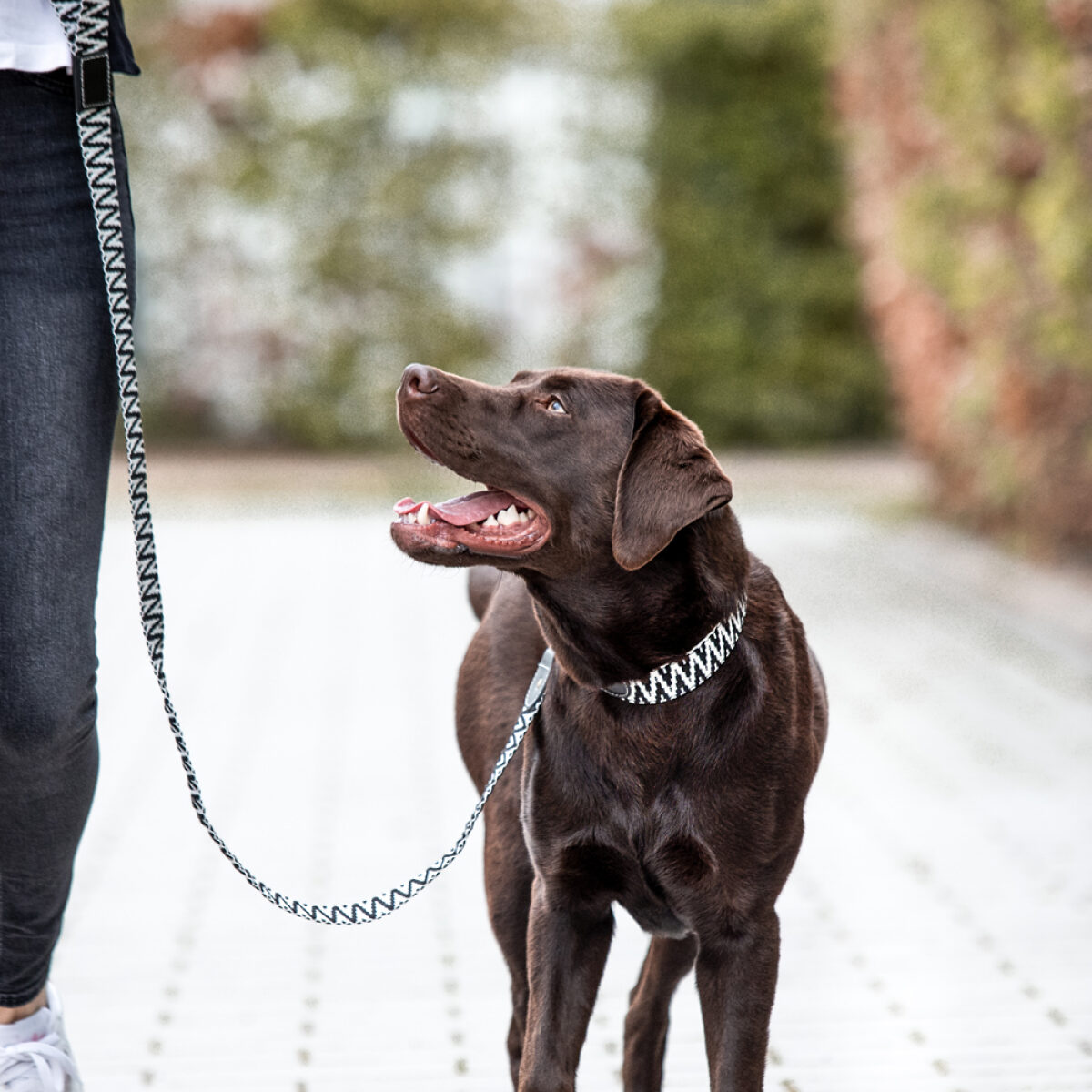 Hund läuft mit Mensch mit Hundehalsband und Hundeleine Schwarz-Weiß