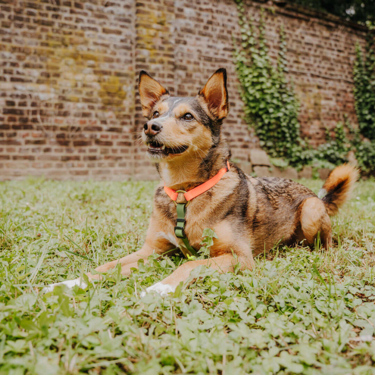 Kleiner Hund mit Führgeschirr Outdoor in Orange-Grün