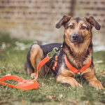 Dog with biothane lead Outdoor FLEX is 3-way adjustable in orange/green
