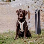Premium padded dog harness - pink/beige