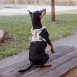 Premium padded dog harness - pink/beige - Image 5