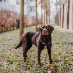 Premium Hundegeschirr Gepolstert - Schwarz/Weiß – Bild 3