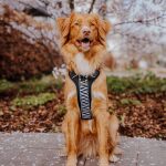Premium Hundegeschirr Gepolstert - Schwarz/Weiß