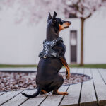 Premium Hundegeschirr Gepolstert - Schwarz/Weiß – Bild 5