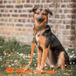 Dog with jogging leash Outdoor FLEX is 3-way adjustable in orange/green