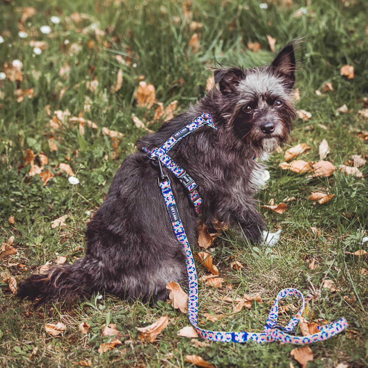 Dog with Kunterbunt lead and harness in pink/turquoise