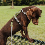 Dog with dog harness and dog leash in gray/green