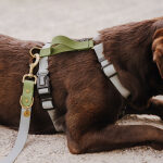 Dog with outdoor collection set harness and lead in gray/green