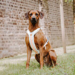 Brauner großer Hund sitzt mit Premium Führgeschirr in Pink-Beige