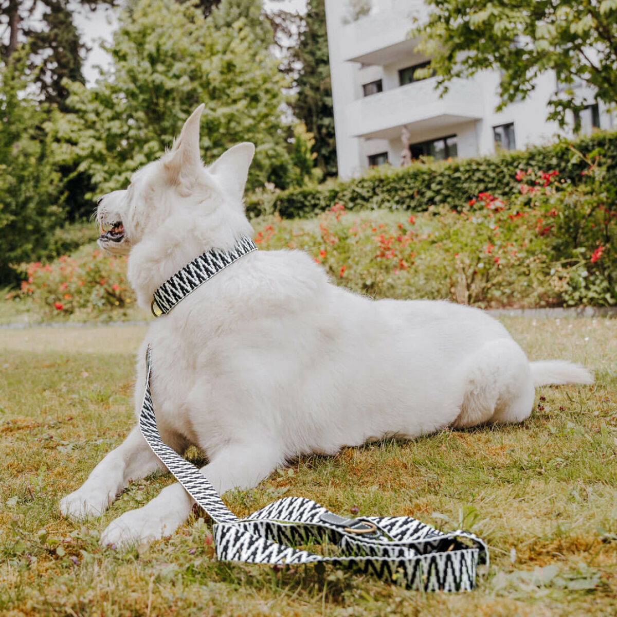 Weißer Schäferhund liegt mit Halsband und Hundeleine Premium in Schwarz-Weiß