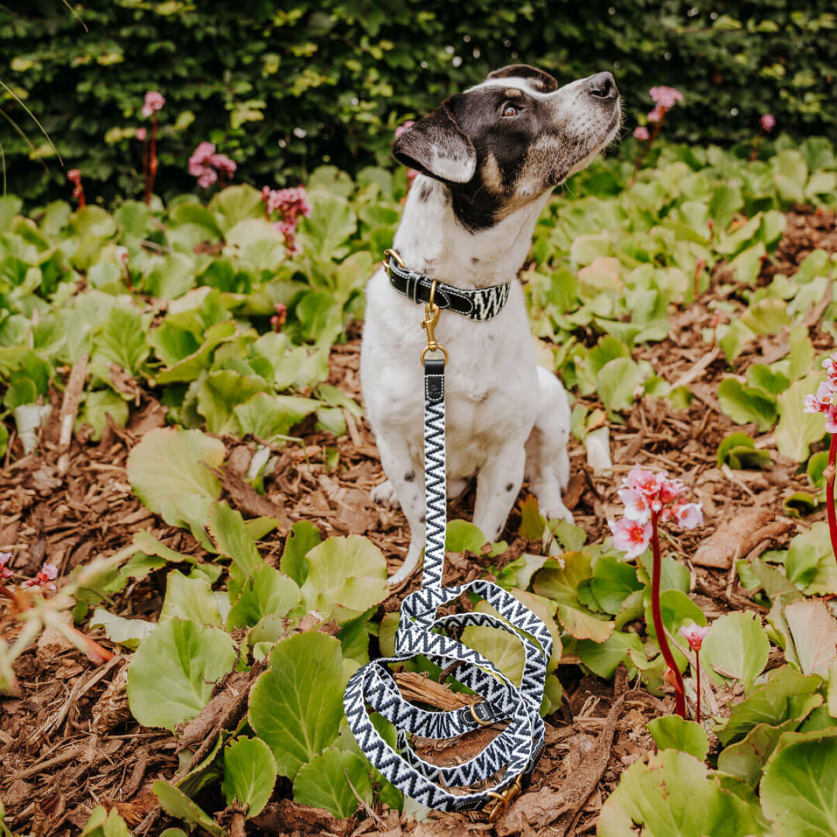 premium hundeleine und hundehalsband schwarz-weiss