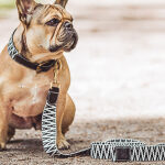 Dog with Tres Chic collection collar and lead in black/white