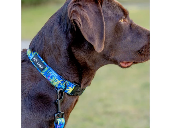Dog with dog collar Palm Beach Padded with safety clasp