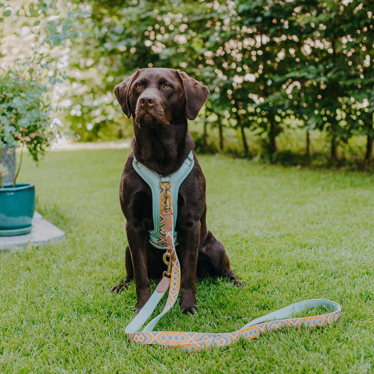 Dog with premium dog leather leash and harness is 3-way adjustable 2m in mint/orange
