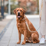 Hund mit Premium Hunde Lederleine und Halsband ist 3-fach verstellbar 2m in Mint/Orange