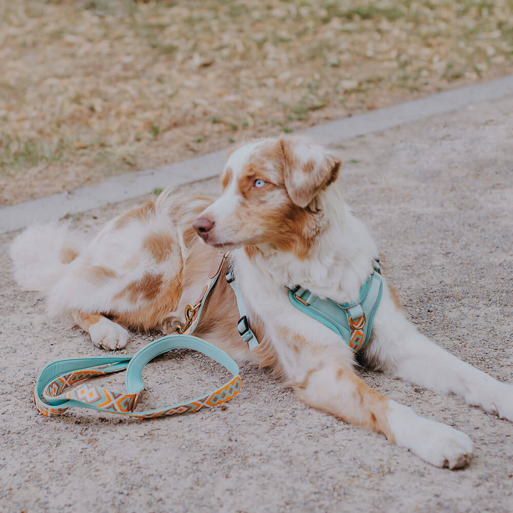 Reflektierende Gummierte Führleine - 3-fach Verstellbar Bis 2m, 20mm Breit