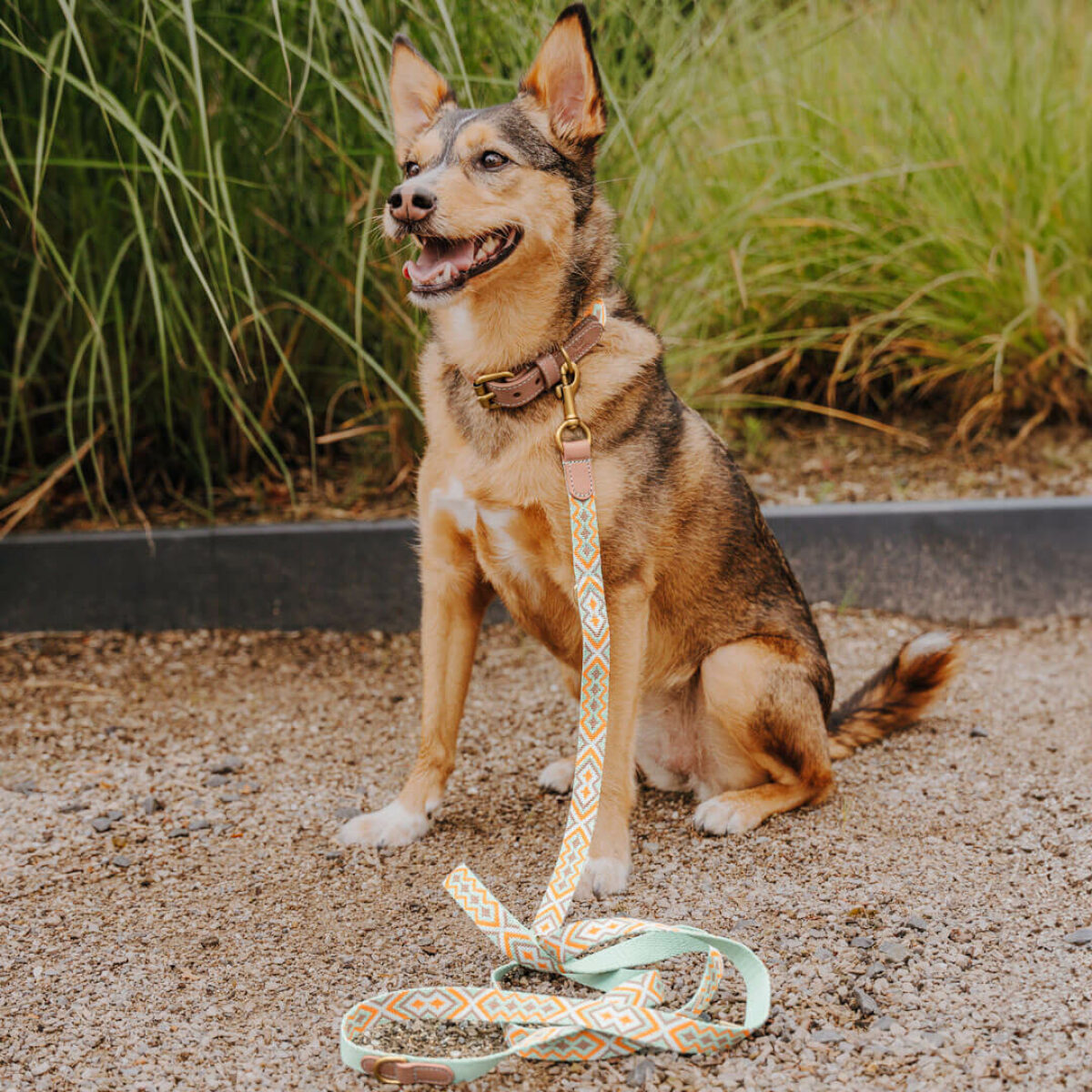 Kleiner Hund sitzt mit Hundehalsband und Hundeleine in Mint-Orange