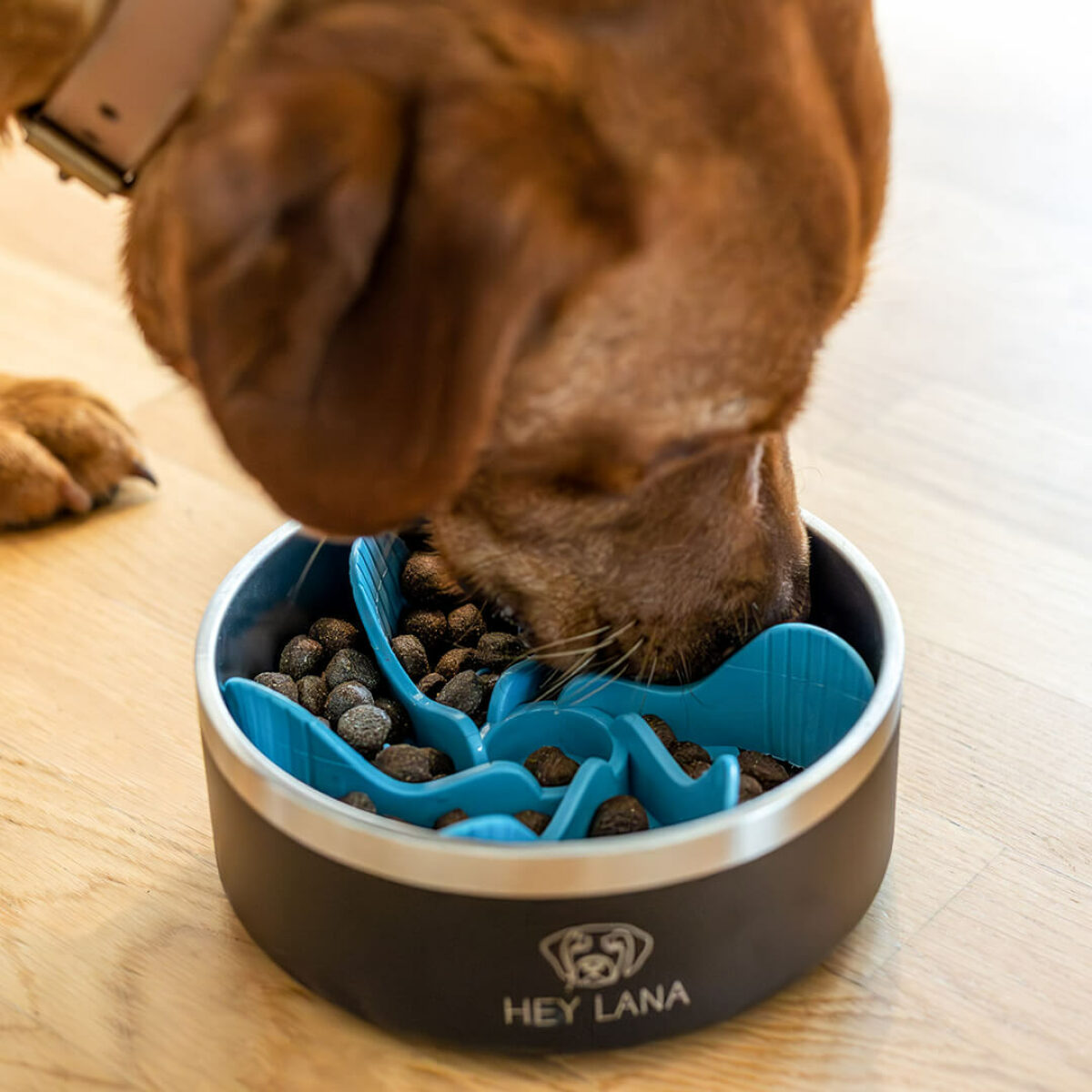 Dog eats with gourmet brake - Anti-snare insert for dog food bowl