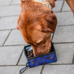 PfotenPicknick portabler Hunde Trink- und Fressnapf Hund frisst