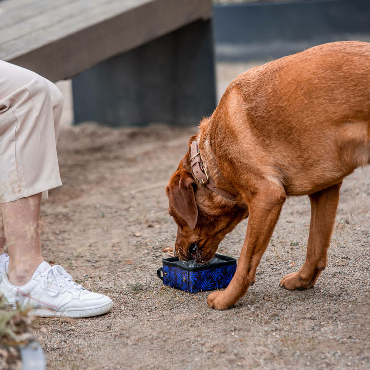 PfotenPicknick portabler Hunde Trink- und Fressnapf Hund trinkt