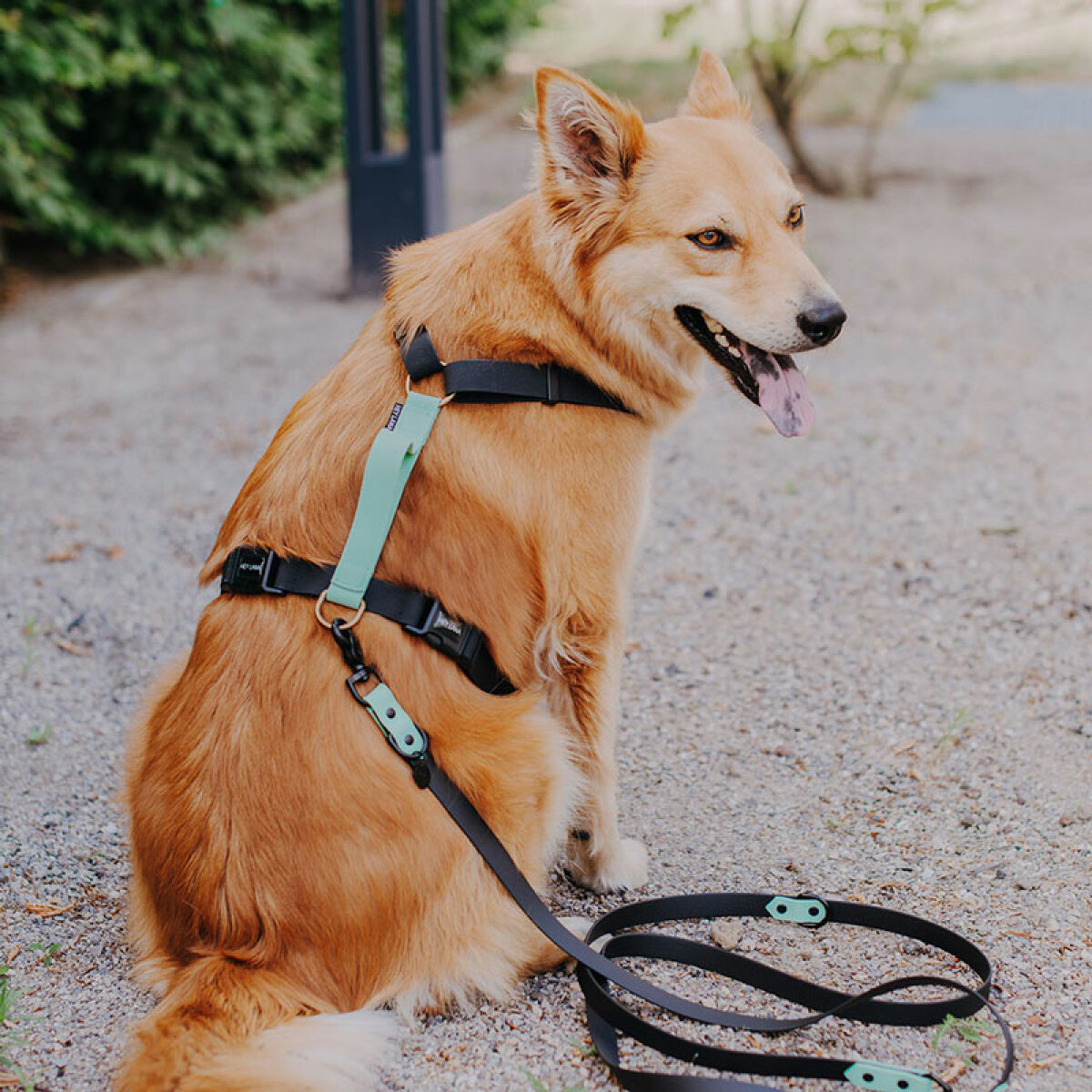 Dog with dog harness outdoor with dog leash in black/mint