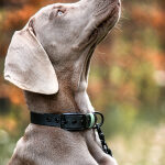 Dog with biothane collar Outdoor SPORT is waterproof in black/mint