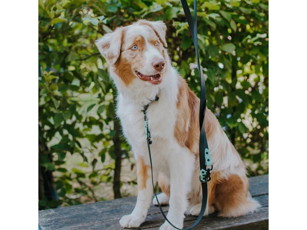 Dog with lead and dog collar in black/mint