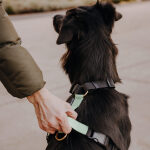 Hund sitzt mit Führgeschirr Outdoor in Schwarz-Mint