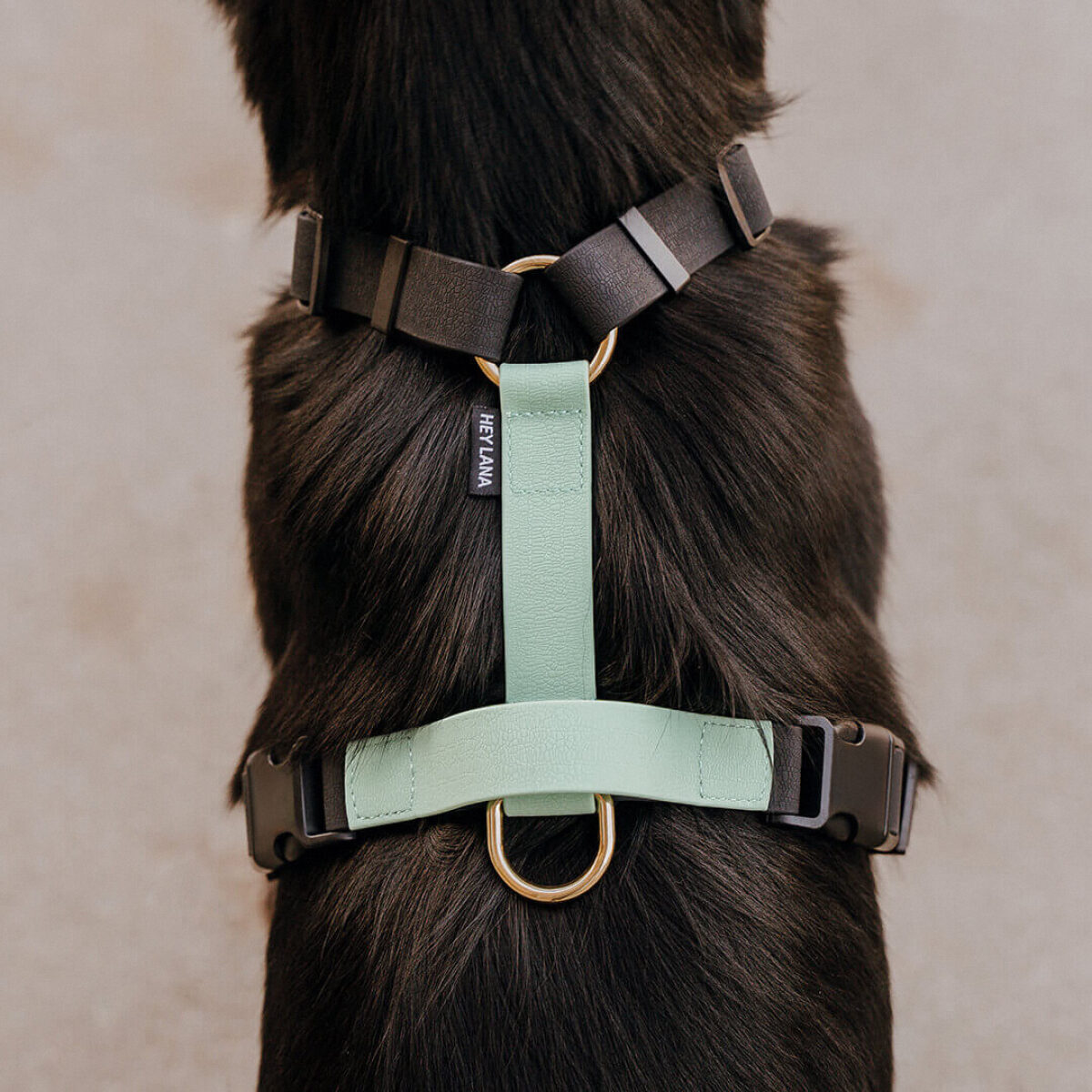 Hund sitzt mit Führgeschirr Outdoor Schwarz-Mint