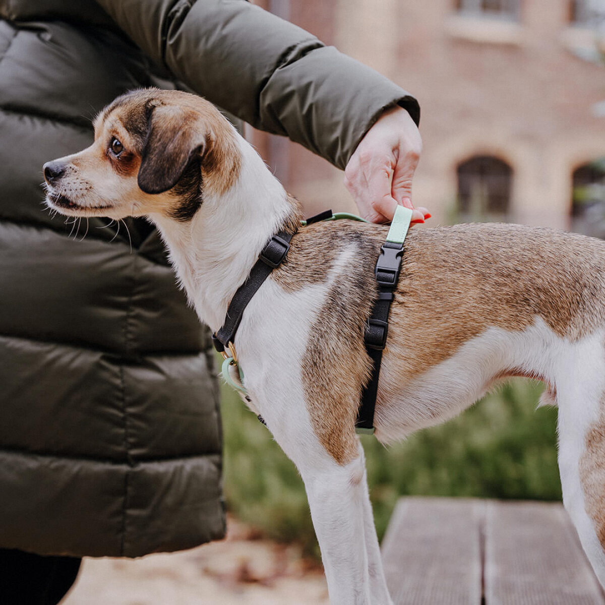 Hund steht seitlich mit Führgeschirr Outdoor Schwarz-Mint