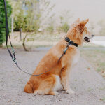 Dog with collar and lead Outdoor SPORT is waterproof in black/mint