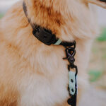 Dog with collar and lead Outdoor SPORT is waterproof in black/mint Detail