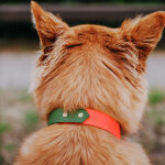Dog with collar Outdoor SPORT is waterproof in neon orange/green