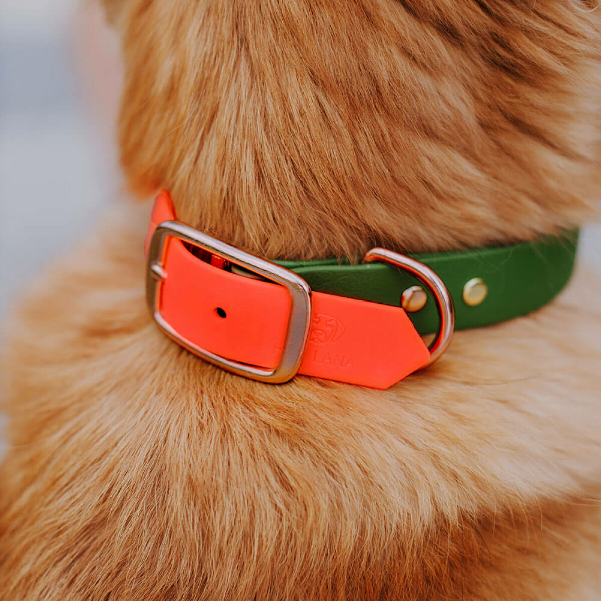 Dog with collar Outdoor SPORT is waterproof in neon orange/green Detail