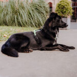 Hund liegt mit Führgeschirr Outdoor Schwarz-Mint