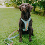 Dog with Tres Chic harness and lead in mint/orange