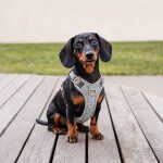 Premium padded dog harness - anthracite/ice blue - Image 8