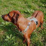 Premium Hundegeschirr Gepolstert - Mint/Orange – Bild 4