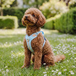 Premium Hundegeschirr Gepolstert - Coral/Blau – Bild 6