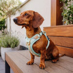 Premium Padded Dog Harness - Mint/Orange - Image 6
