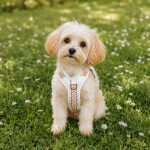 Premium Hundegeschirr Gepolstert - Pink/Beige – Bild 6