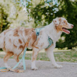 Dog with premium dog harness padded with lead Tres Chic in mint/orange