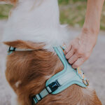 Dog with Premium Dog Harness Padded Tres Chic in Mint/Orange Handle