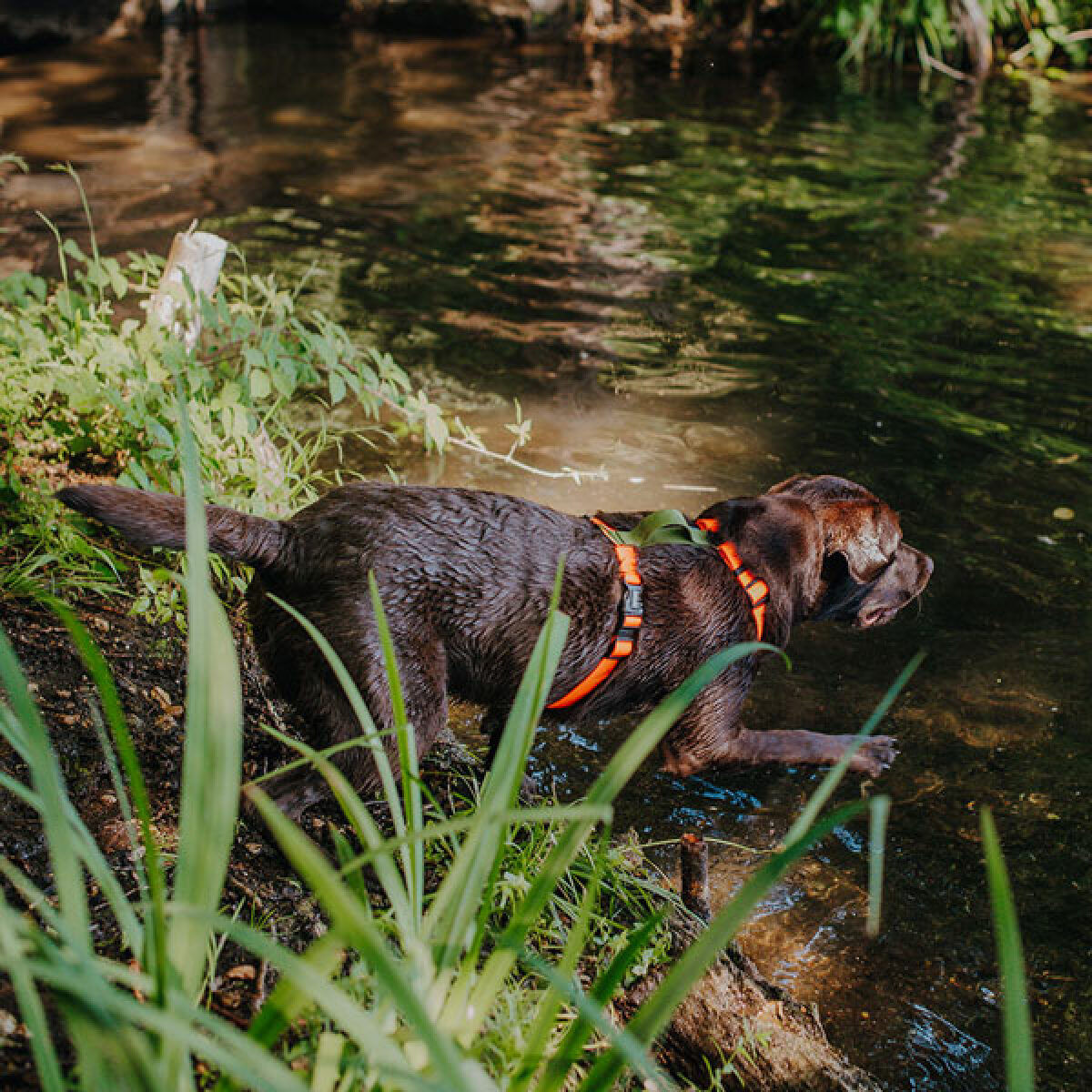 Dog in the water with Outdoor FLEX lead harness is 5-way adjustable in neon orange/green
