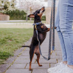 Premium padded dog collar - blue/grey - Image 7