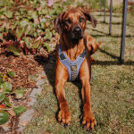 Premium Hundegeschirr Gepolstert - Blau/Grau