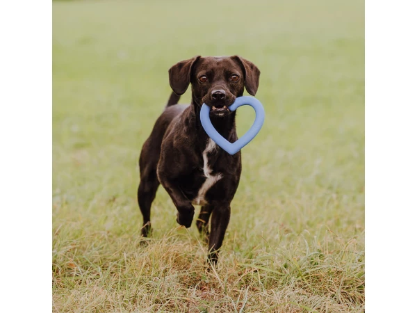 Dog with heart-shaped dog toy in mouth