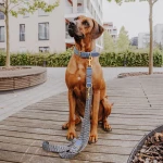 Large brown dog with premium dog collar and dog lead in blue-grey